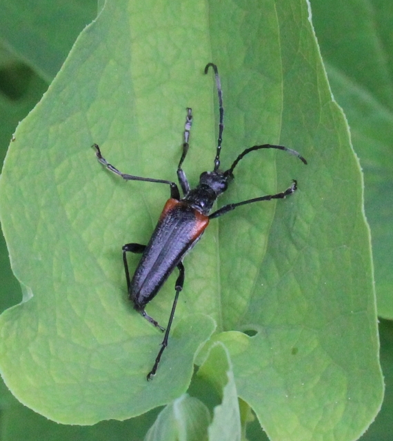 Stenocorus quercus - tölgy-gyökércincér
