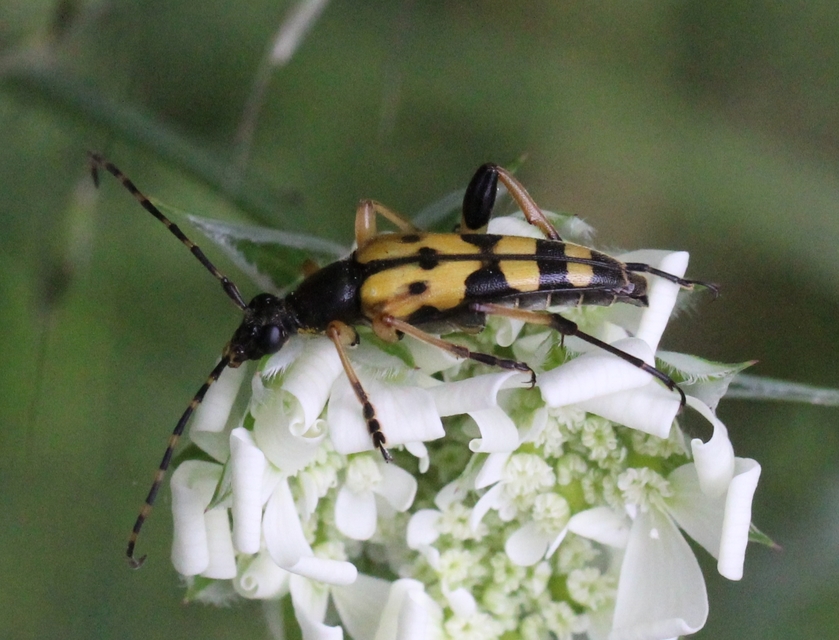 Rutpela maculata - tarkacsápú karcsúcincér