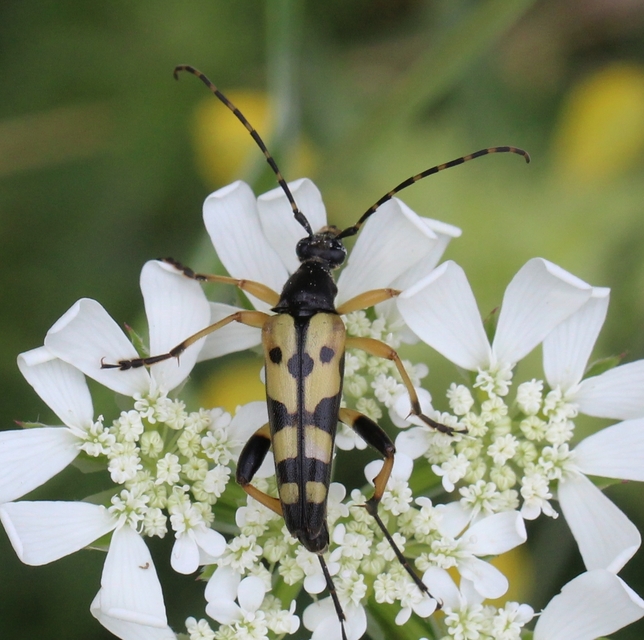 Rutpela maculata - tarkacsápú karcsúcincér