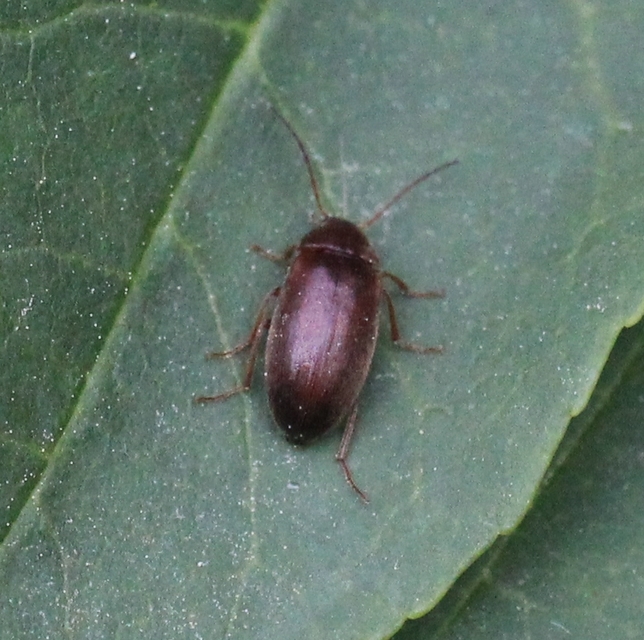 Hymenalia rufipes - rőtlábú alkonybogár