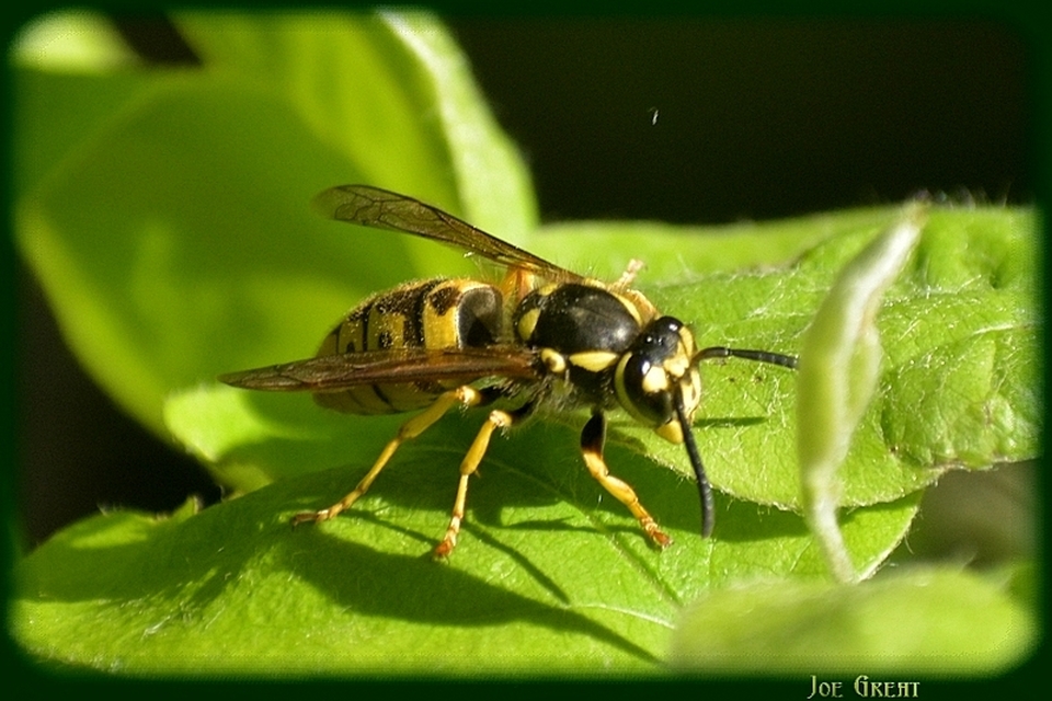 Vespula