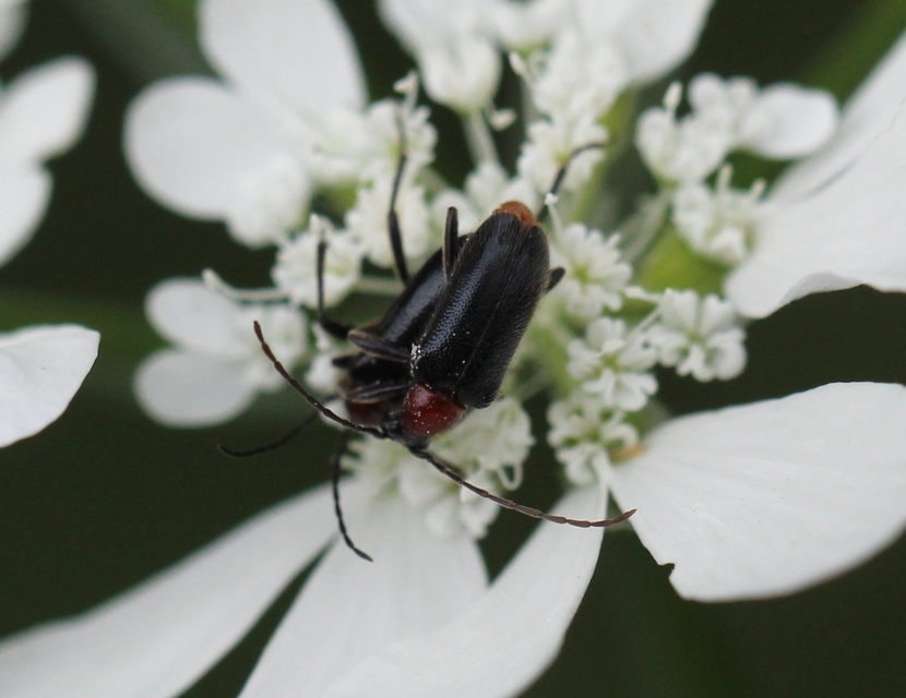Dinoptera collaris - vörösnyakú virágcincér
