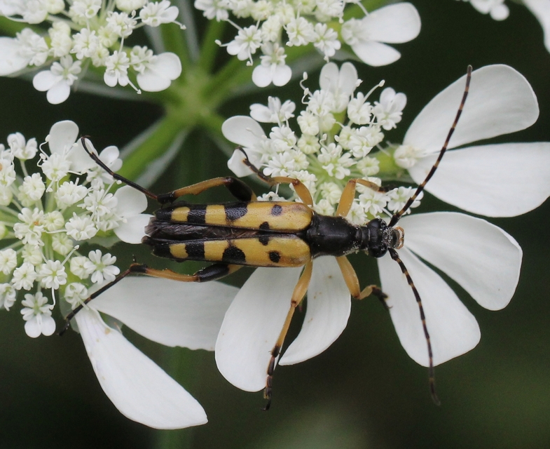 Rutpela maculata - tarkacsápú karcsúcincér