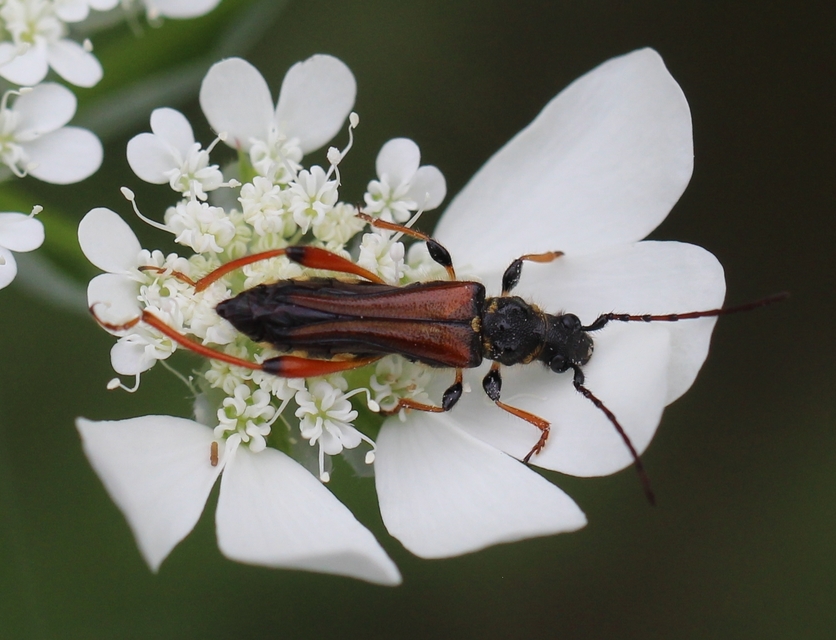 Stenopterus rufus - tarkacsápú keskenyfedőscincér