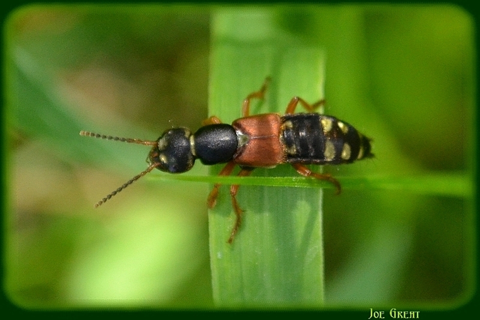 Staphylinus caesareus - aranysujtásos holyva