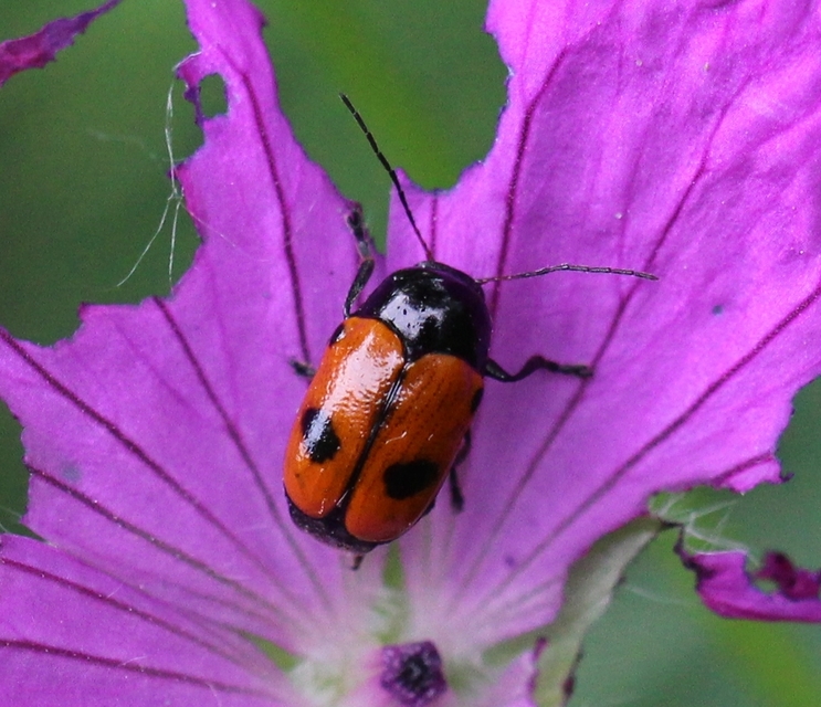 Cryptocephalus bipunctatus - kétpettyes zömökbogár