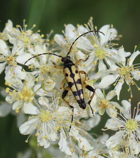 Rutpela maculata - tarkacsápú karcsúcincér