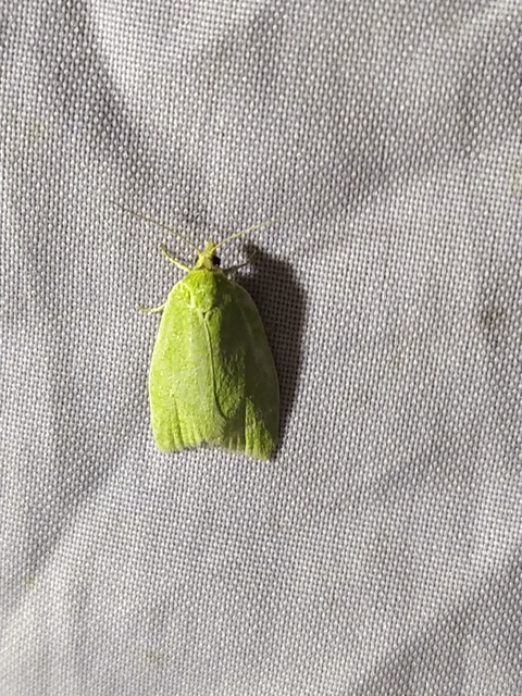 Tortrix viridana - tölgyilonca