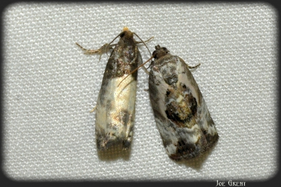 Notocelia cynosbatella - rózsahajtás-tükrösmoly