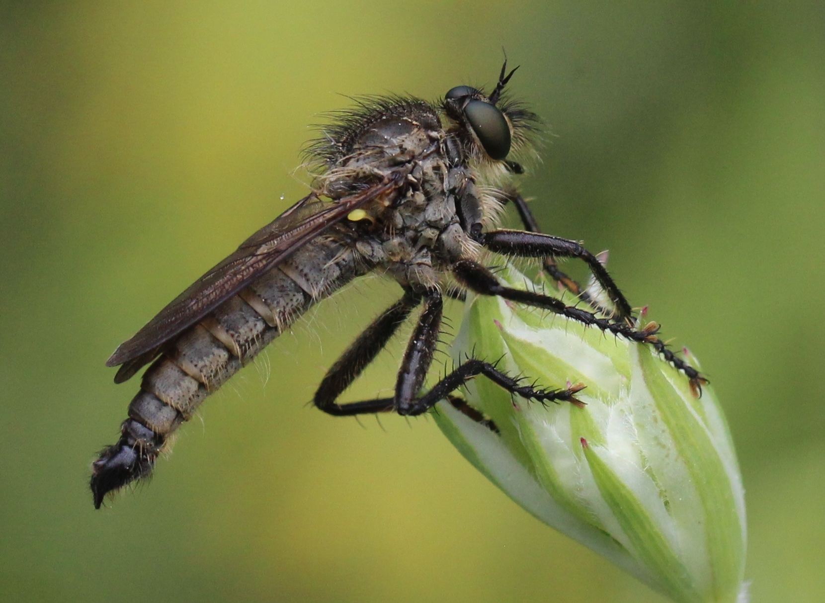 Didysmachus picipes