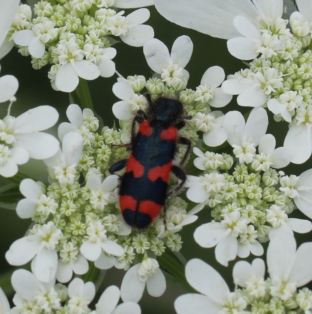 Trichodes favarius - hatfoltos méhészbogár