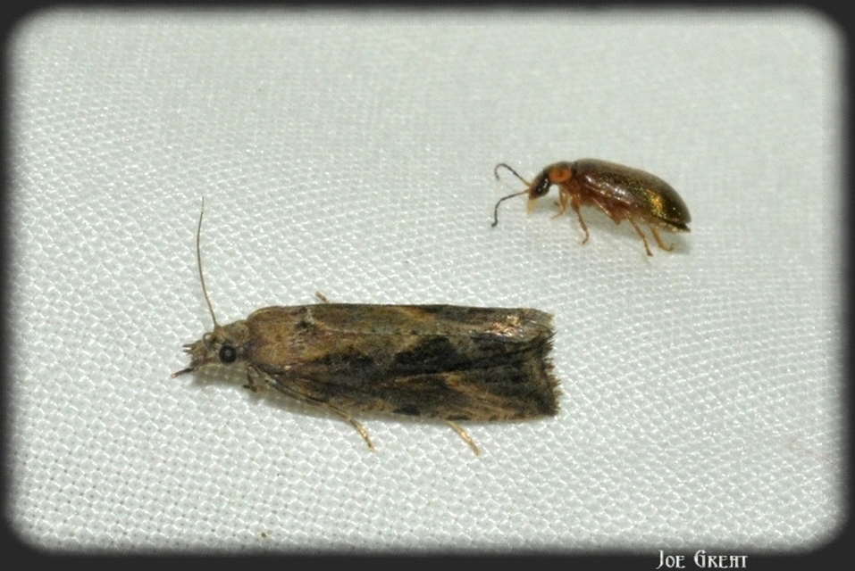 Endothenia quadrimaculana - mocsári tükrösmoly