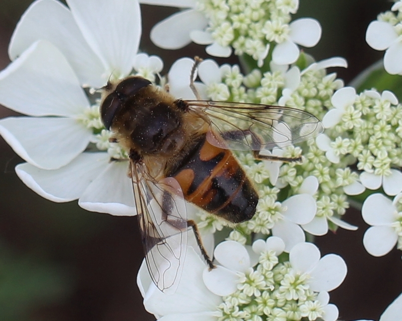 Eristalis tenax - közönséges herelégy