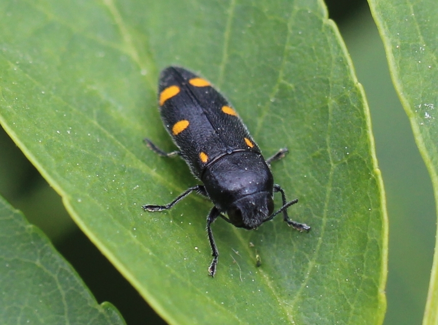 Ptosima undecimmaculata - sárgafoltos díszbogár