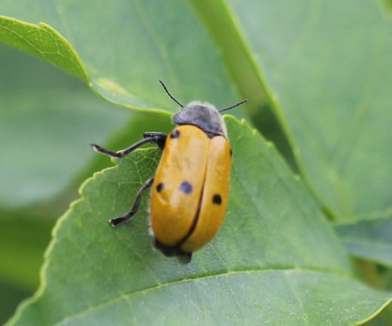 Lachnaia sexpunctata - szőrösnyakú zsákhordóbogár