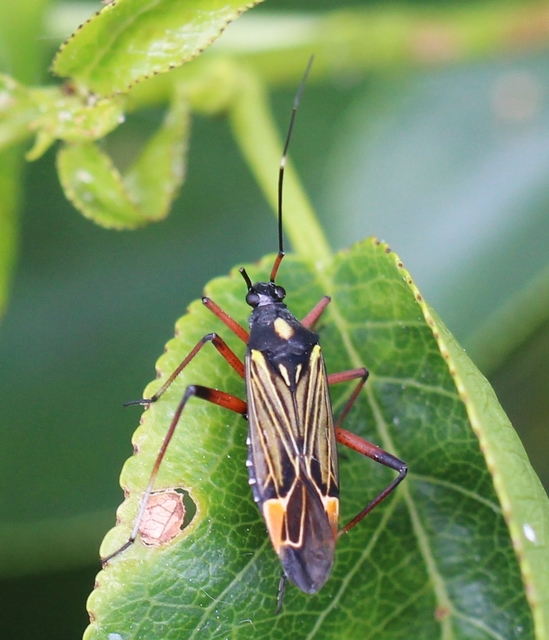 Miris striatus - sávos mezeipoloska