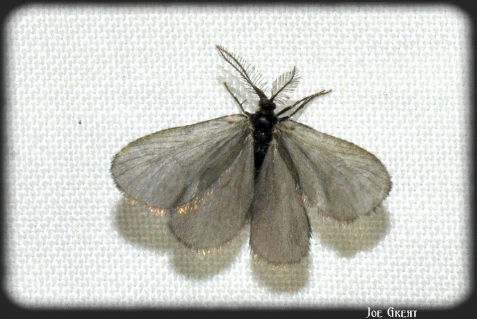 Psychidae - csőzsákos-molyfélék
