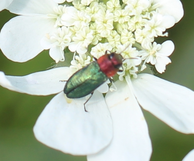 Anthaxia nitidula - ragyogó virágdíszbogár