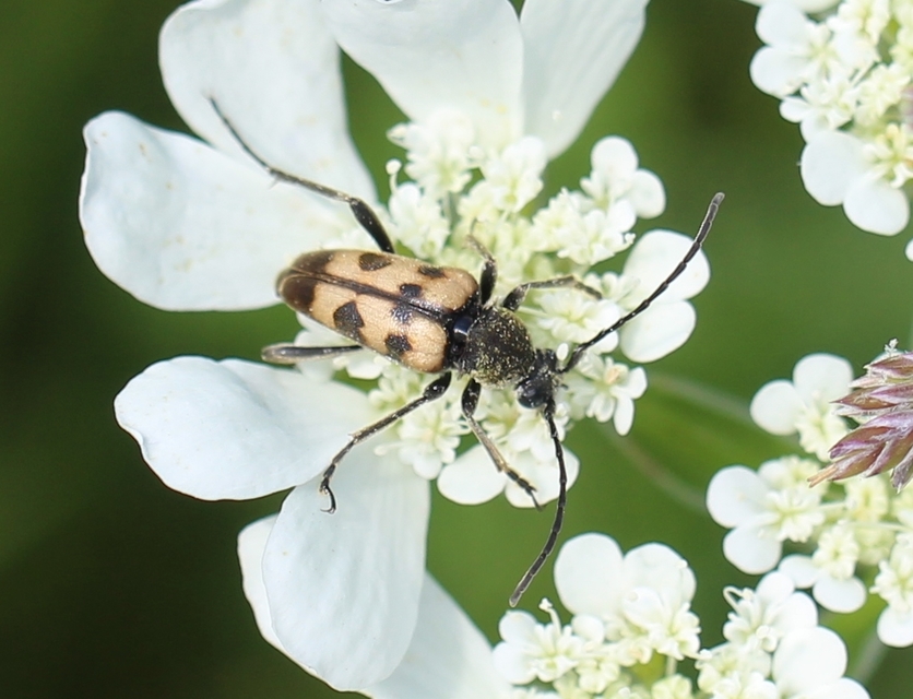 Pachytodes erraticus - rajzos virágcincér