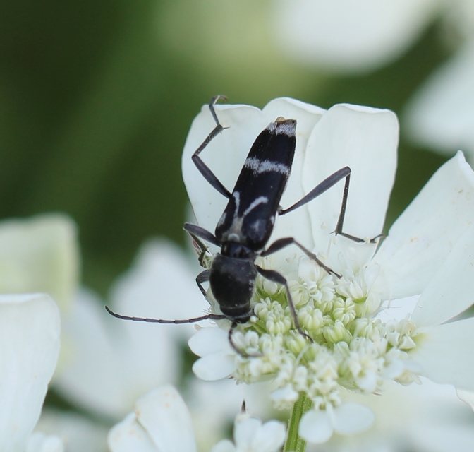 Chlorophorus figuratus - rajzos darázscincér