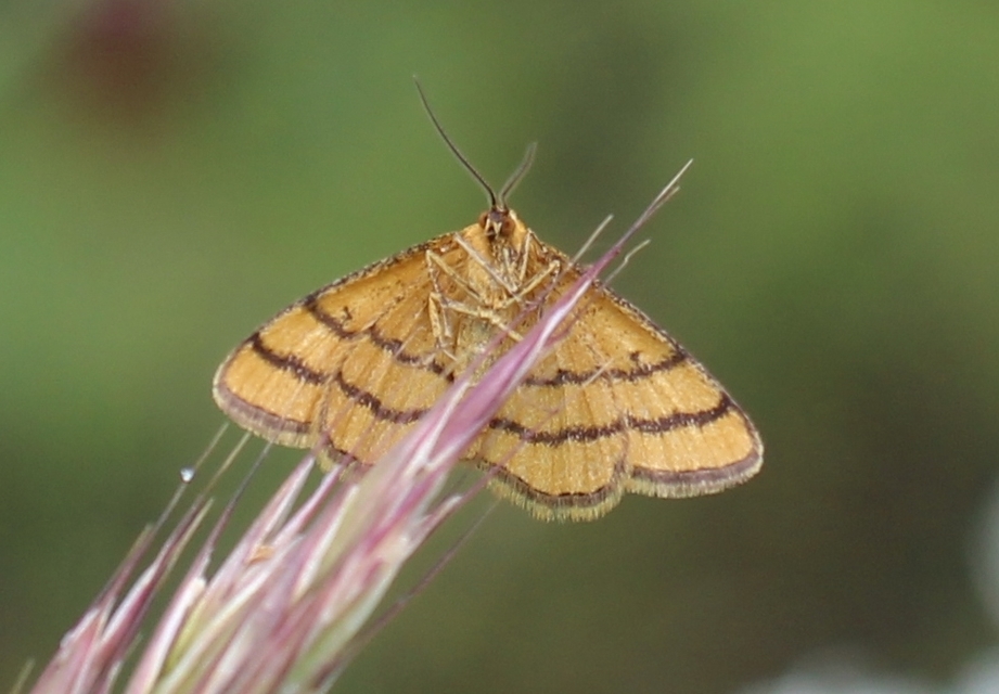 Idaea aureolaria - aranyos sávosaraszoló