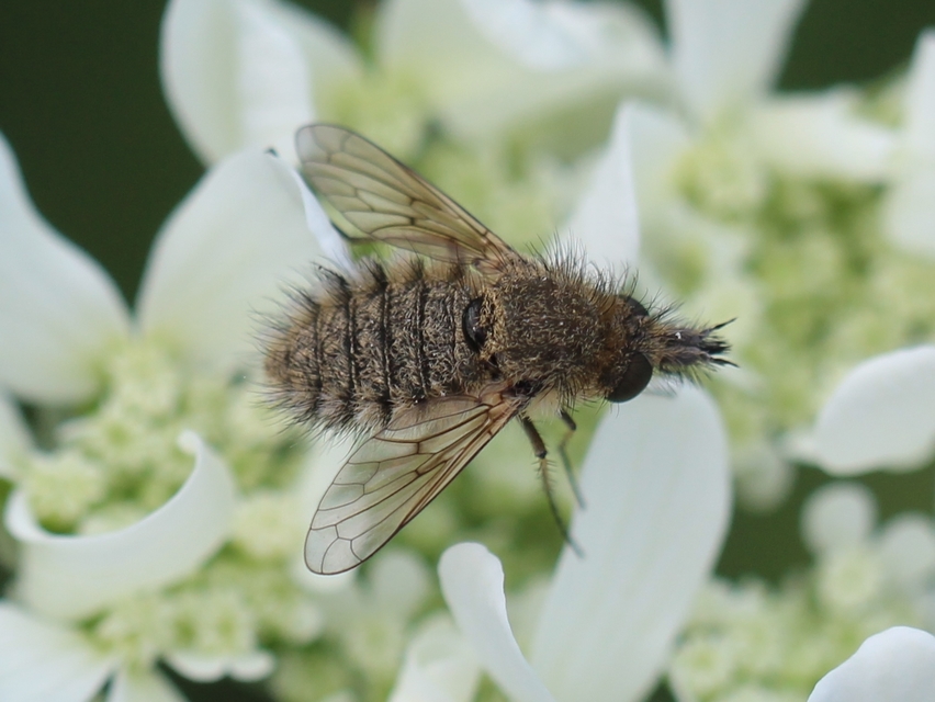 Conophorus