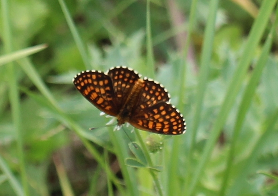 Melitaea aurelia - recés tarkalepke