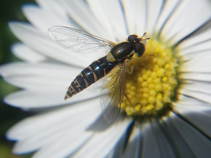 Sphaerophoria
