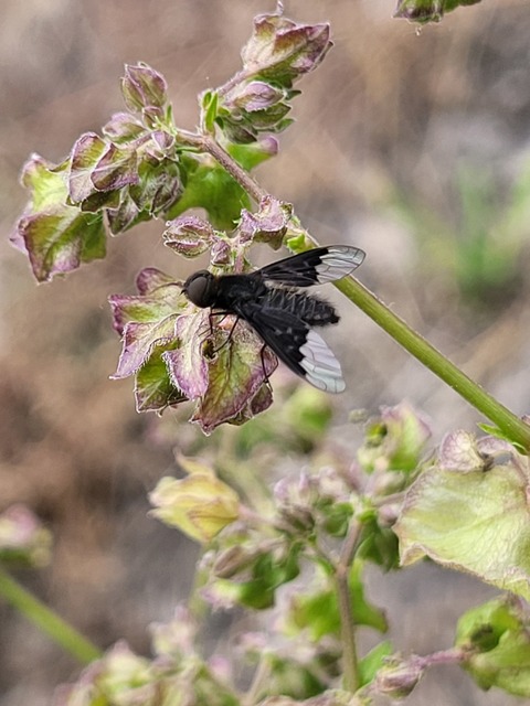 Hemipenthes morio - közönséges gyászlégy