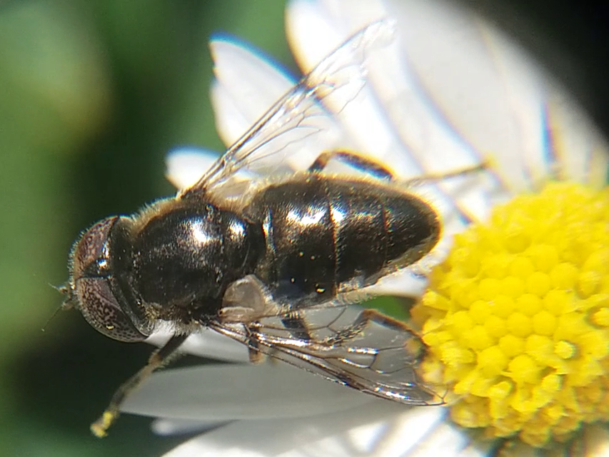 Eristalinus