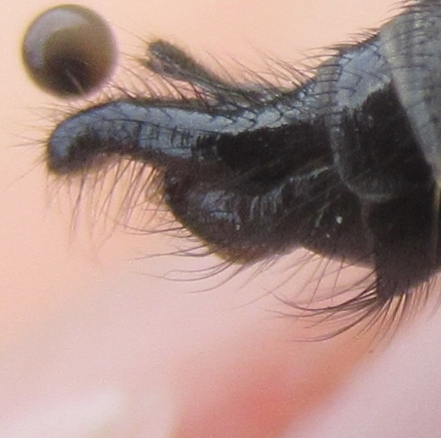 Machimus cyanopus