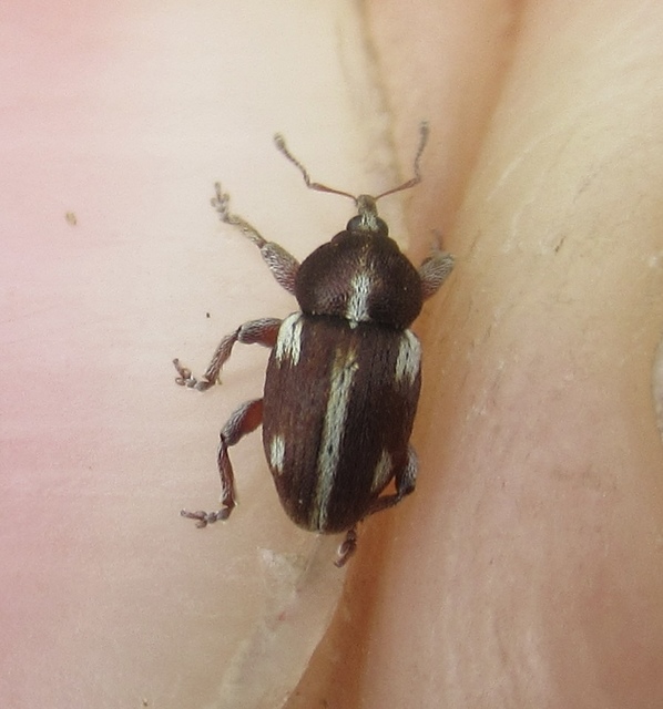 Tychius quinquepunctatus - borsó-tímárormányos