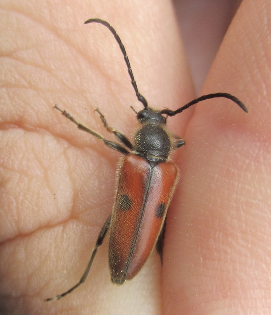 Vadonia unipunctata - kétpettyes virágcincér