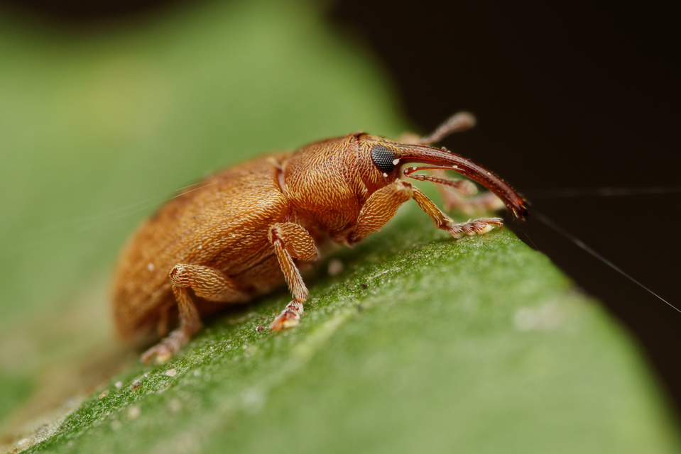 Dorytomus melanophthalmus - sárgaorrú hangormányos