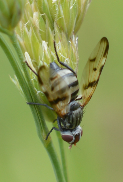 Otites formosa