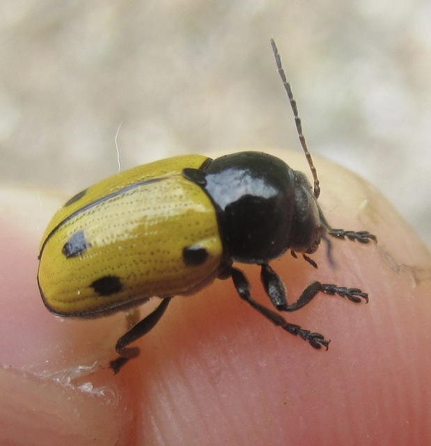 Cryptocephalus imperialis - daliás zömökbogár