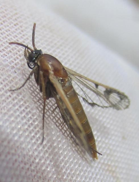 Sesiidae - szitkárfélék