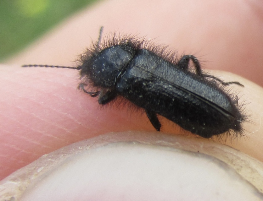Enicopus pilosus - bundás karimásbogár