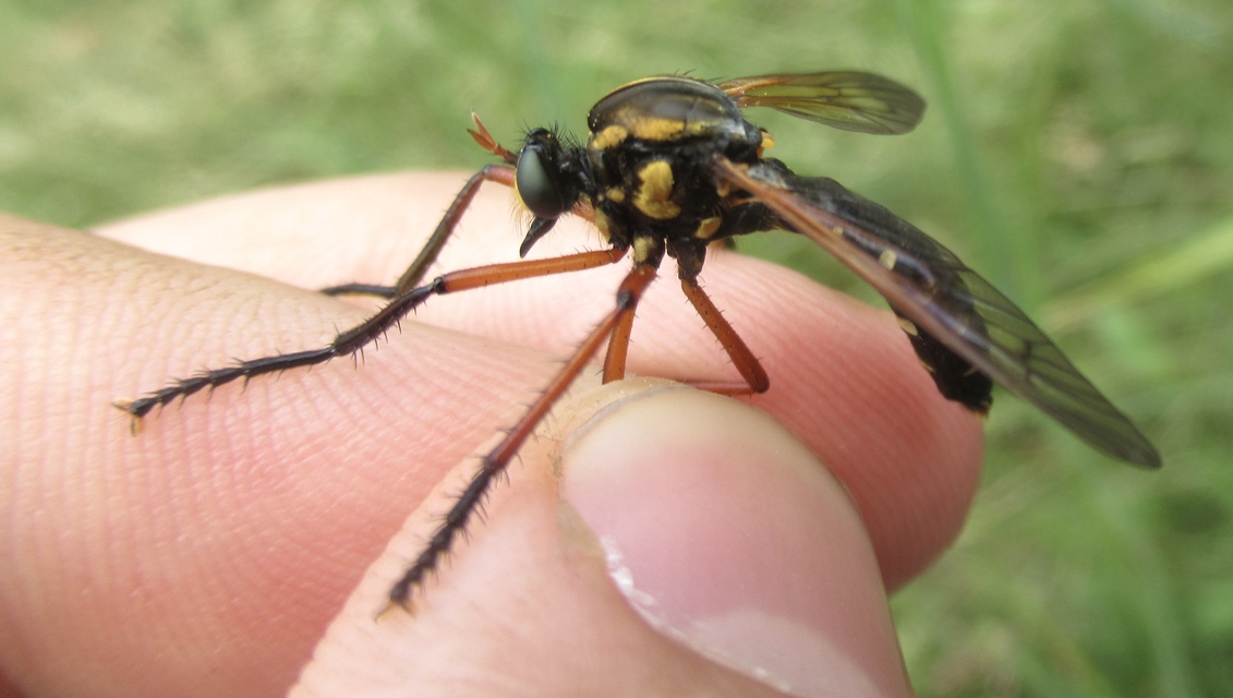 Molobratia teutonus