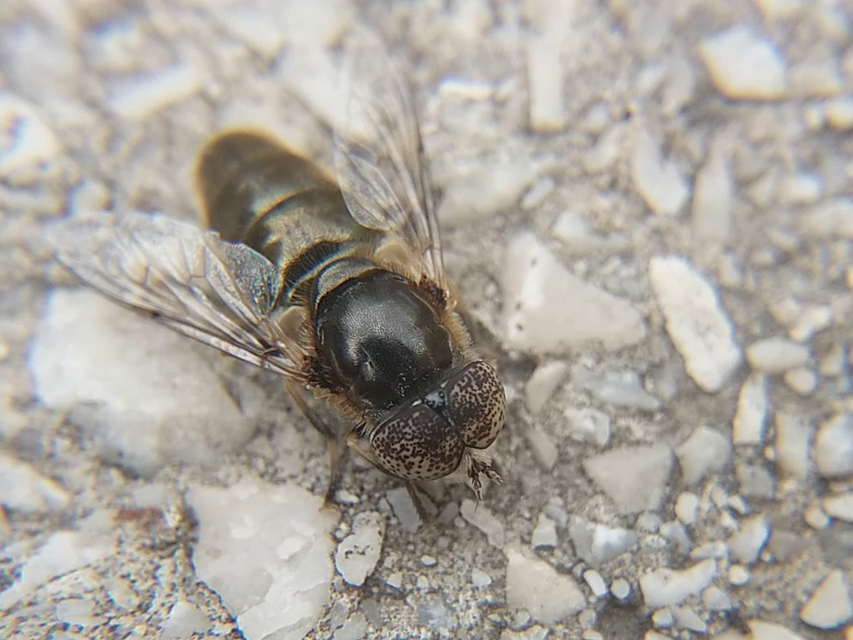 Eristalinus aeneus - bronzos foltosszeműlégy