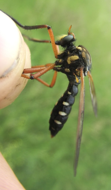 Molobratia teutonus