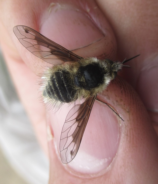 Bombylius fimbriatus - egypettyes pöszörlégy