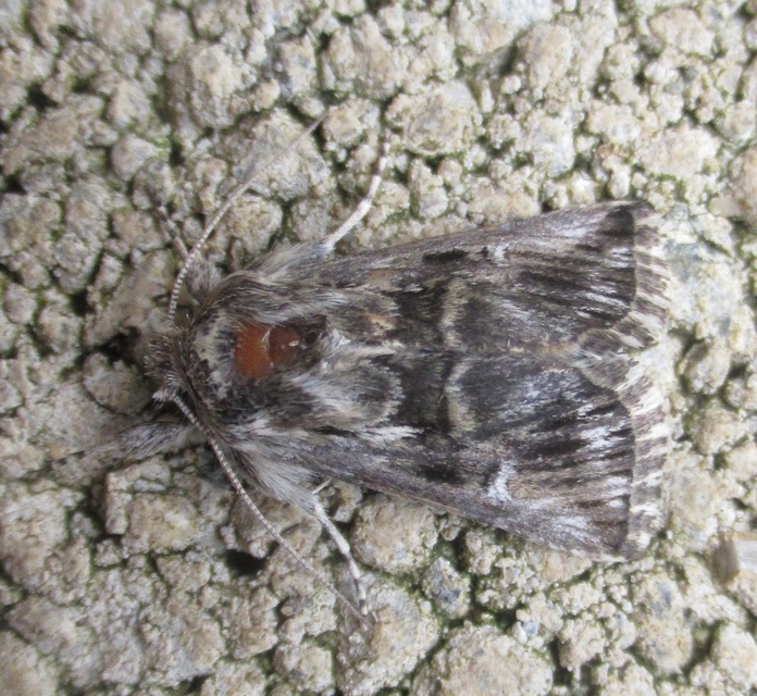 Calophasia lunula - gyújtoványfű-apróbagoly