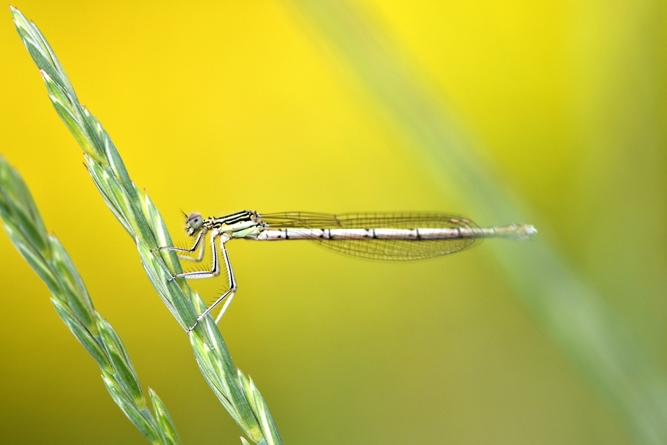 Platycnemis pennipes - széleslábú szitakötő Platycnemis pennipes - széleslábú szitakötő