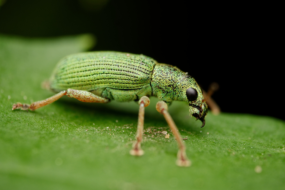 Polydrusus formosus - selymes lombormányos