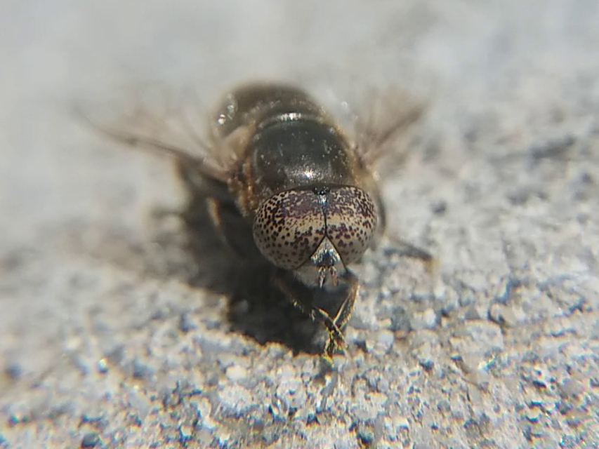 Eristalinus aeneus - bronzos foltosszeműlégy