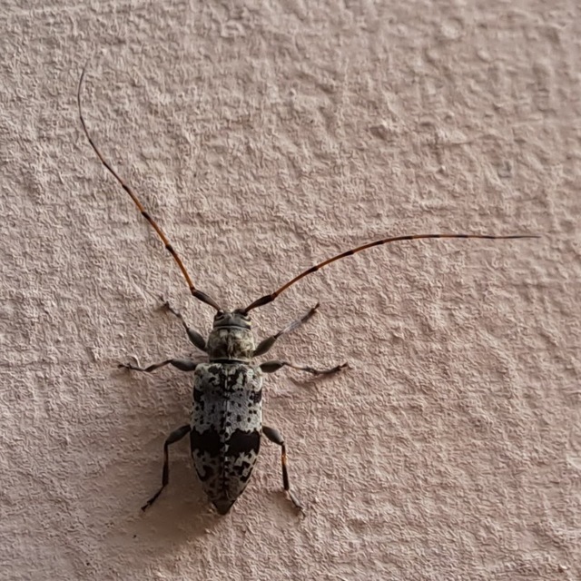 Leiopus femoratus