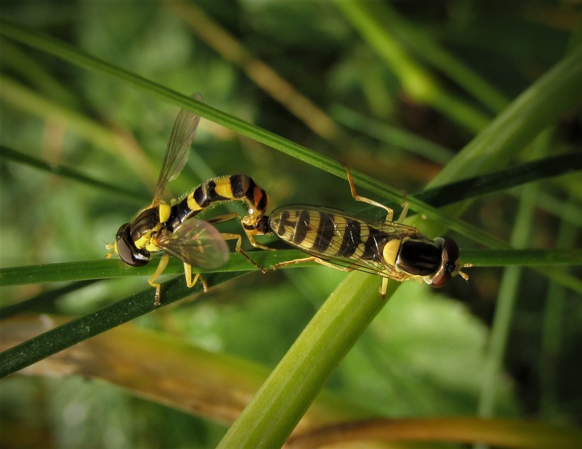 Sphaerophoria