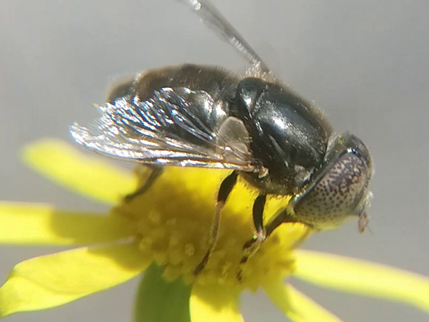Eristalinus aeneus - bronzos foltosszeműlégy