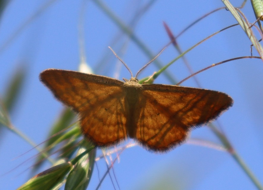 Idaea serpentata - kis sávosaraszoló
